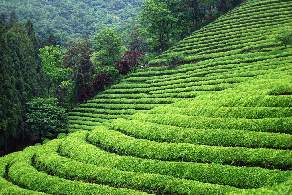 Tea Industry